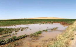 Şanlıurfa’da Tarımsal Sulama Nedeniyle Elektrik Tüketimi Üç Katına Çıktı