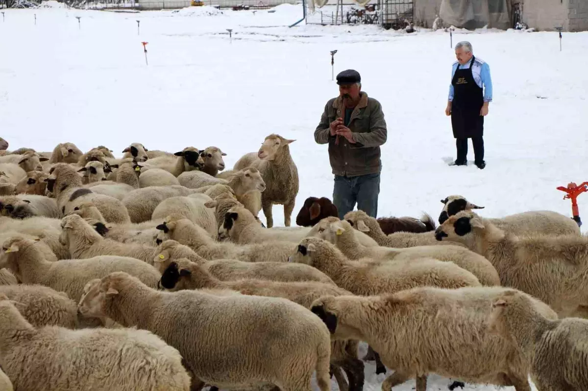 Amasya’da Çobanın Kaval Geleneği